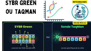 SYBR Green ou sonde TaqMan ? Comprendre la PCR en temps réel (qPCR)