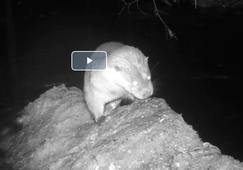 les loutres en janvier 2026.mp4