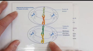 divisions cellulaires