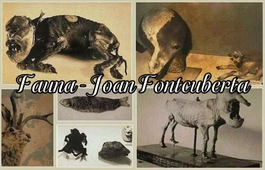 Juan Fontcuberta, une faune fantastique_Elfie.mp4