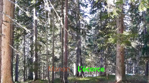 Manon - L'écorce.mp4