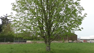 Un arbre, un banc.