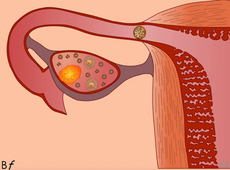 Ovulation à la nidation-sonOFF.mp4