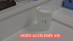 Chromatographie.mp4