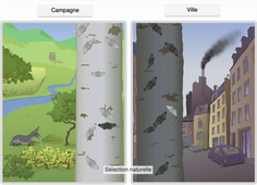 sélection naturelle.mp4