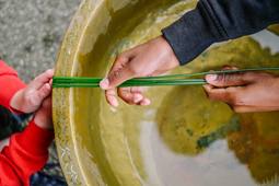 Tirer les joncs - Tradition du pays gallo - Paimpont 35 - CM1 CM2 - Novembre 2025