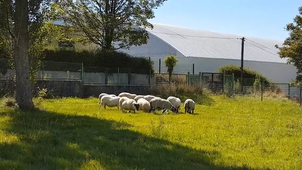 Arrivée des moutons au Collège Camille Vallaux