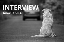 La minute juridique : rencontre au refuge de la SPA