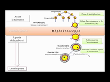 Activité sur l'ovogénèse