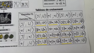 Correction croisement Mendel 2 gènes.mp4