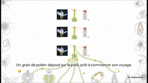 La Reproduction des Plantes