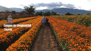 Dia de muertos en Oaxaca.mp4