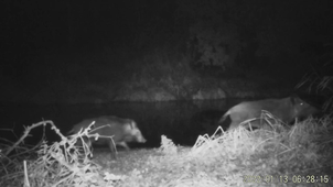 Vidéo Sanglier Zone Humide Aire Marine Educative Cancale