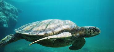 TemoignagesElevesKELONIA.mp3