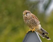 FauconCrecerelleTitouanLenny6B.wav