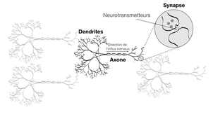 Neuroplasticité #01 Qu'est-ce que la neuroplasticité.mp4