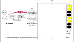 Schéma explicatif Sordaria