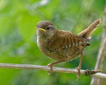 TroglodyteMignonClémenceAnaïs6A.wav