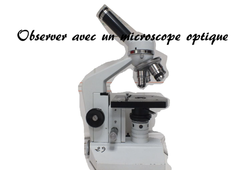 Faire une observation au microscope