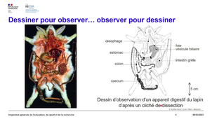 Dessiner pour observer. Observer pour dessiner.