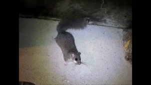 LA NUIT, LE BLAIREAU ET L'ENFANT.mp4