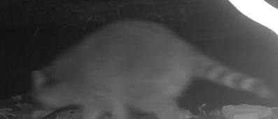 Raton laveur ( Procyon lotor )