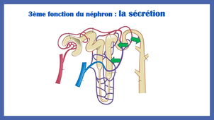 Le néphron et l'excrétion urinaire