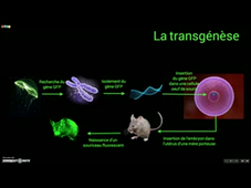 Transgénèse