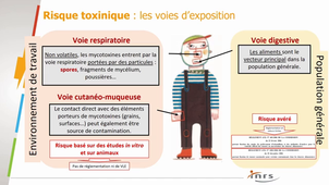 Mycètes 2 (risque toxinique)