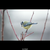 La Mésange bleue.