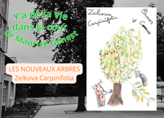 zelkova carpinifolia encodé.mp3