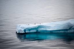 Journée de l'environnement 4 arctique.mp3
