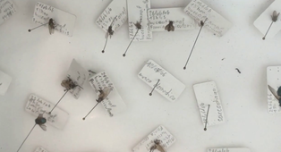 MdS : Entomologie médico-légale : Déterminer la date de la mort grâce aux insectes