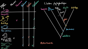 Comprendre et construire des arbres phylogénétiques