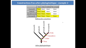 Compléter un arbre phylogénétique et l'interpréter