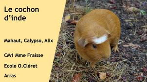 Le cochon d'inde