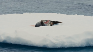 Under The Pole partenaire de l'Appel des pôles 2026