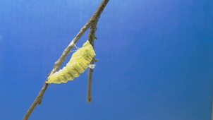 Machaon_chenille_chrysalide.mp4