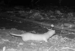 Belette - le 22 février 2025