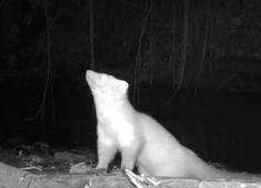 Fouine en mai et juin 2025