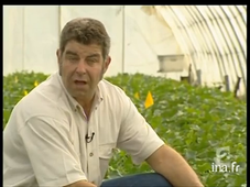 Activité 2 : La pollinisation en danger à cause des pesticides