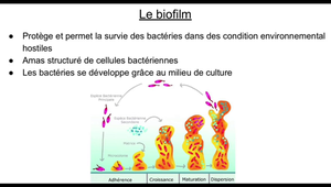 Vidéo_miel inhibiteur biofilm_Lycée Joseph Saverne(2).mp4