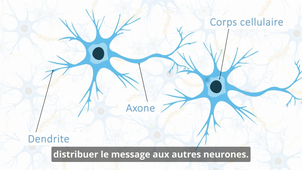 (SUB) Sciences cognitives - Les neurones.mp4
