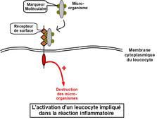Capsule Récepteur de surface.mp4