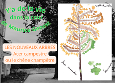 acer_campestre_V_audacity.mp3