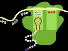 Le ribosome