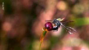 L'orchidée marteau