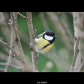 La Mésange Charbonnière.