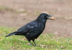 Y a-t-il des techniques animales?