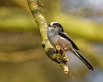 MésangeLongueQueueEliseLénaAngélina6A.wav